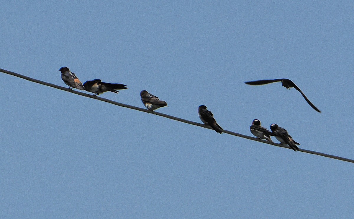 Cliff Swallow - Patricia Rettig