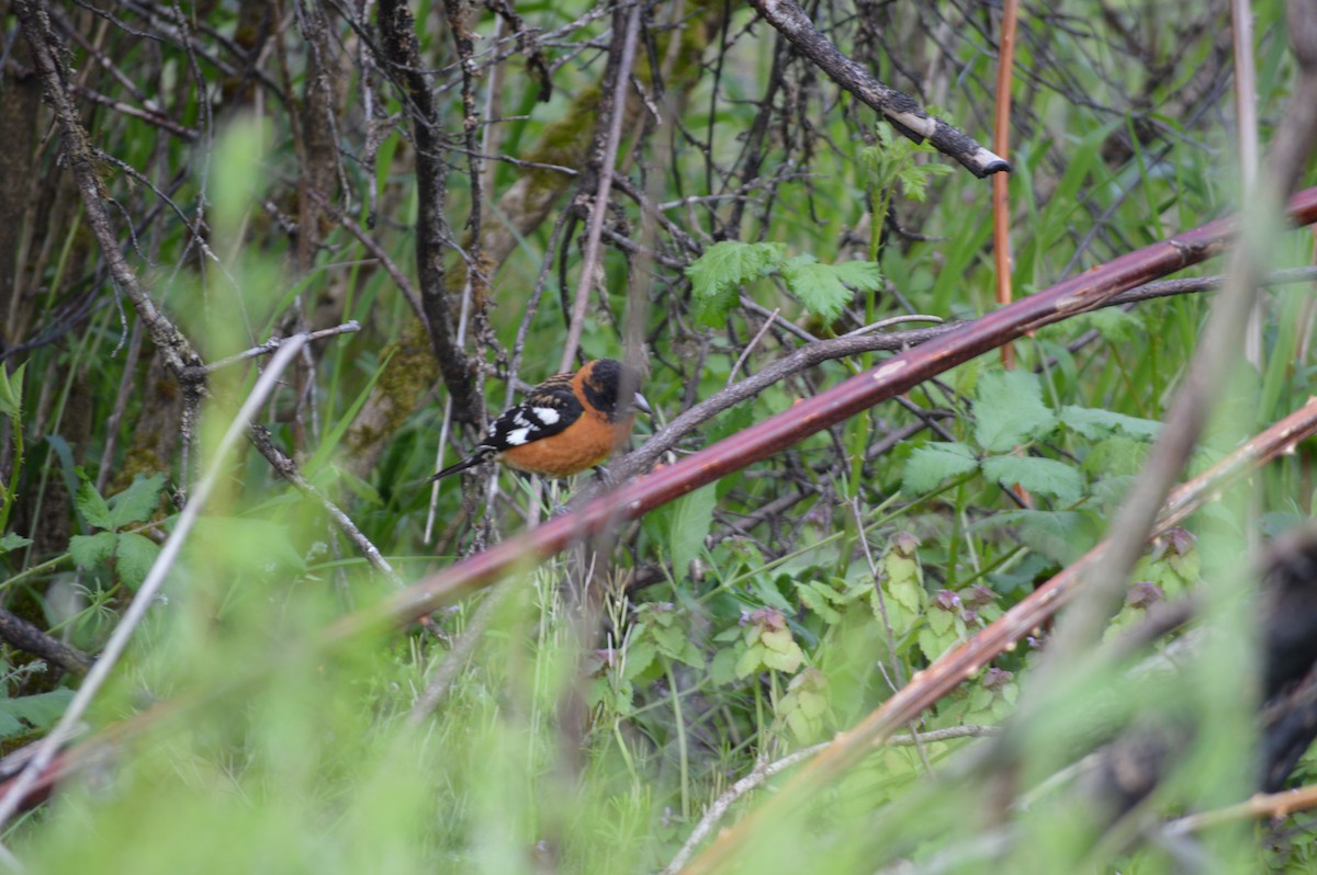 Cardinal à tête noire - ML619504562