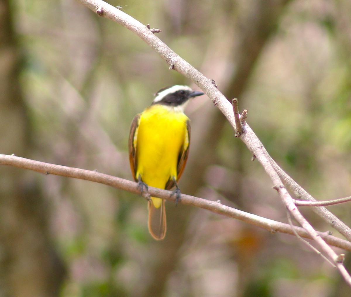 Rusty-margined Flycatcher - T L P L