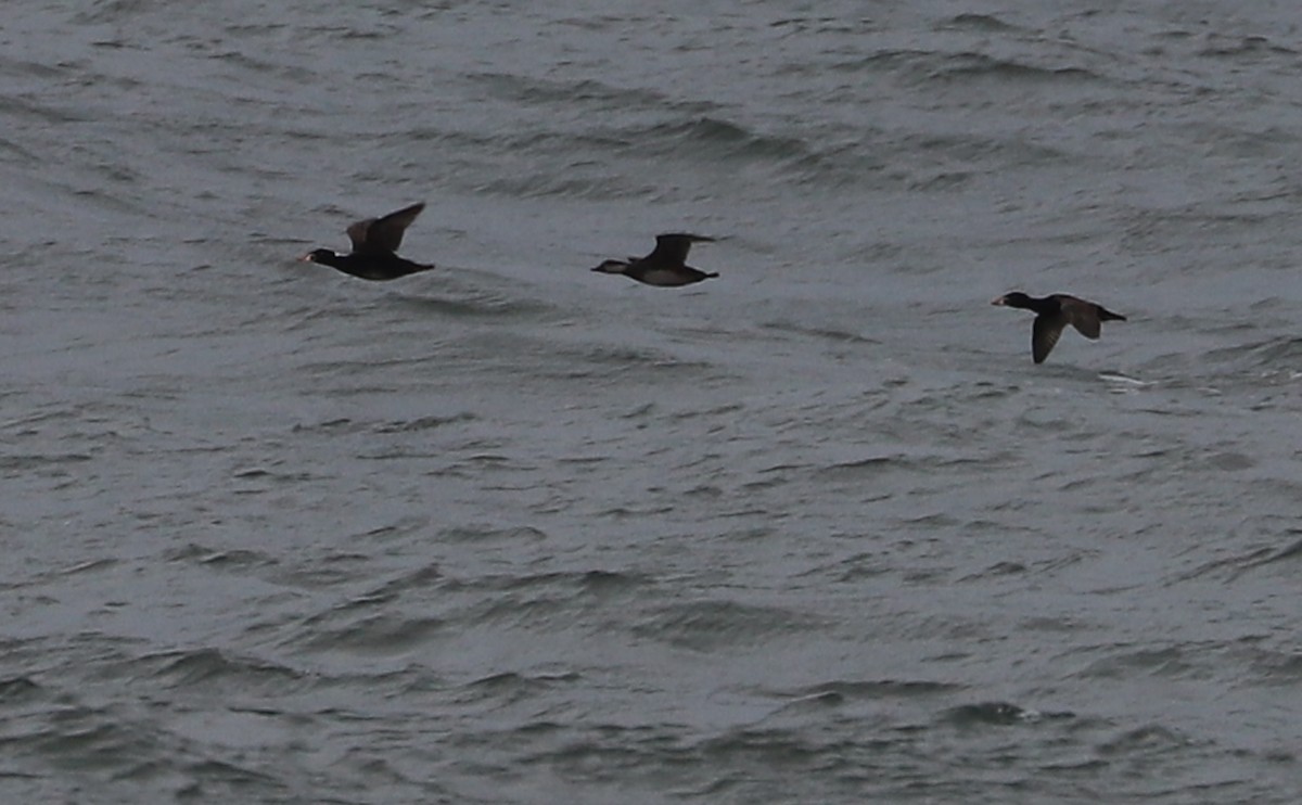 Surf Scoter - Rob Bielawski