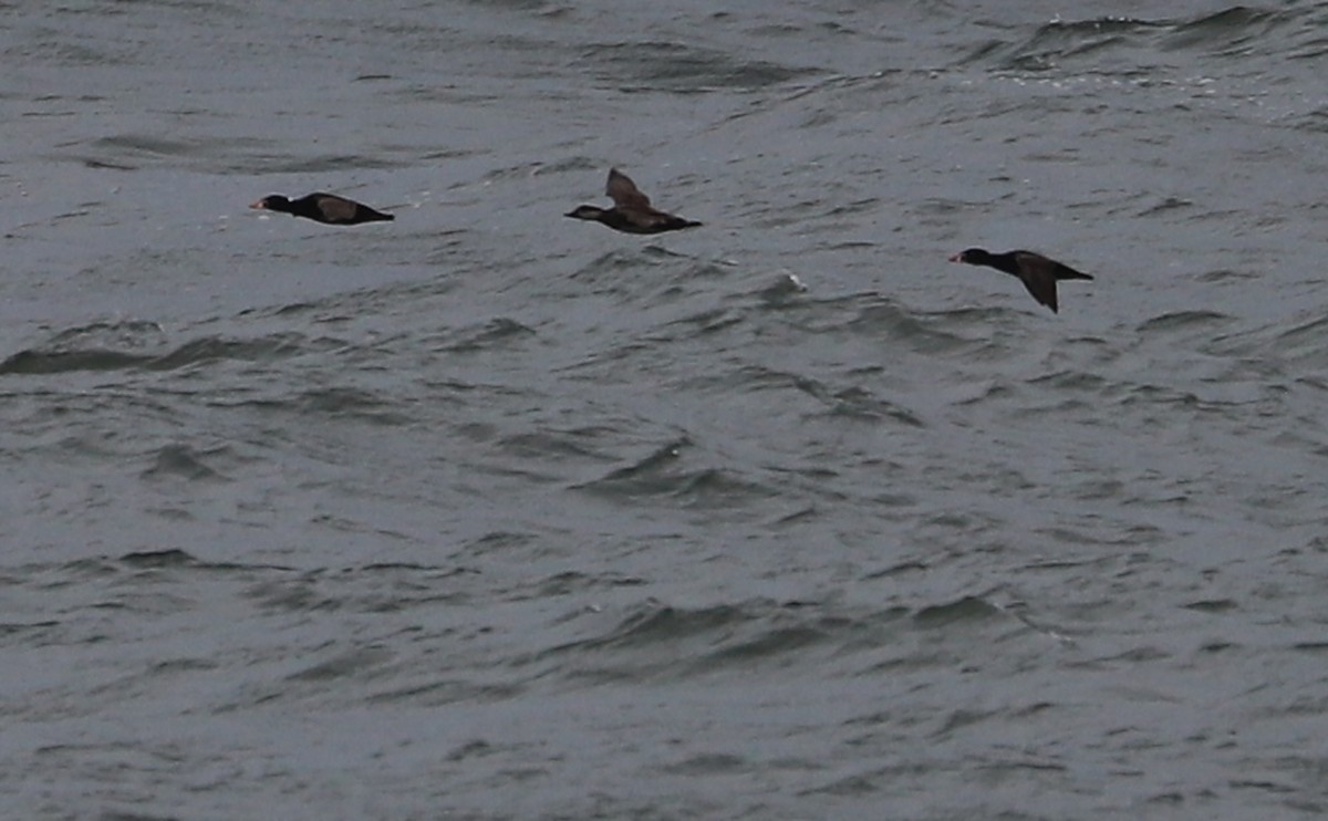 Surf Scoter - Rob Bielawski