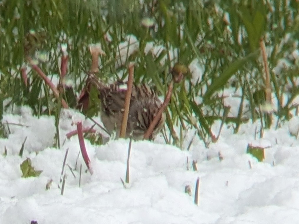 Brewer's Sparrow - Reder Daughenbaugh