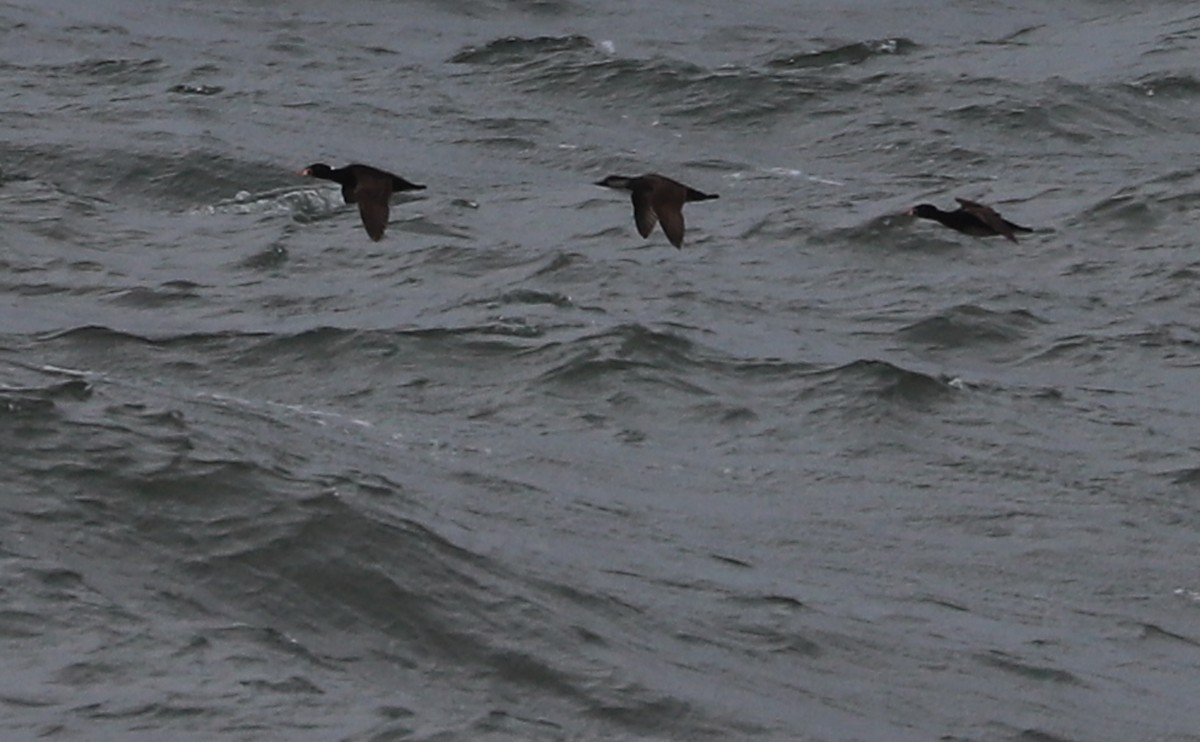 Surf Scoter - Rob Bielawski