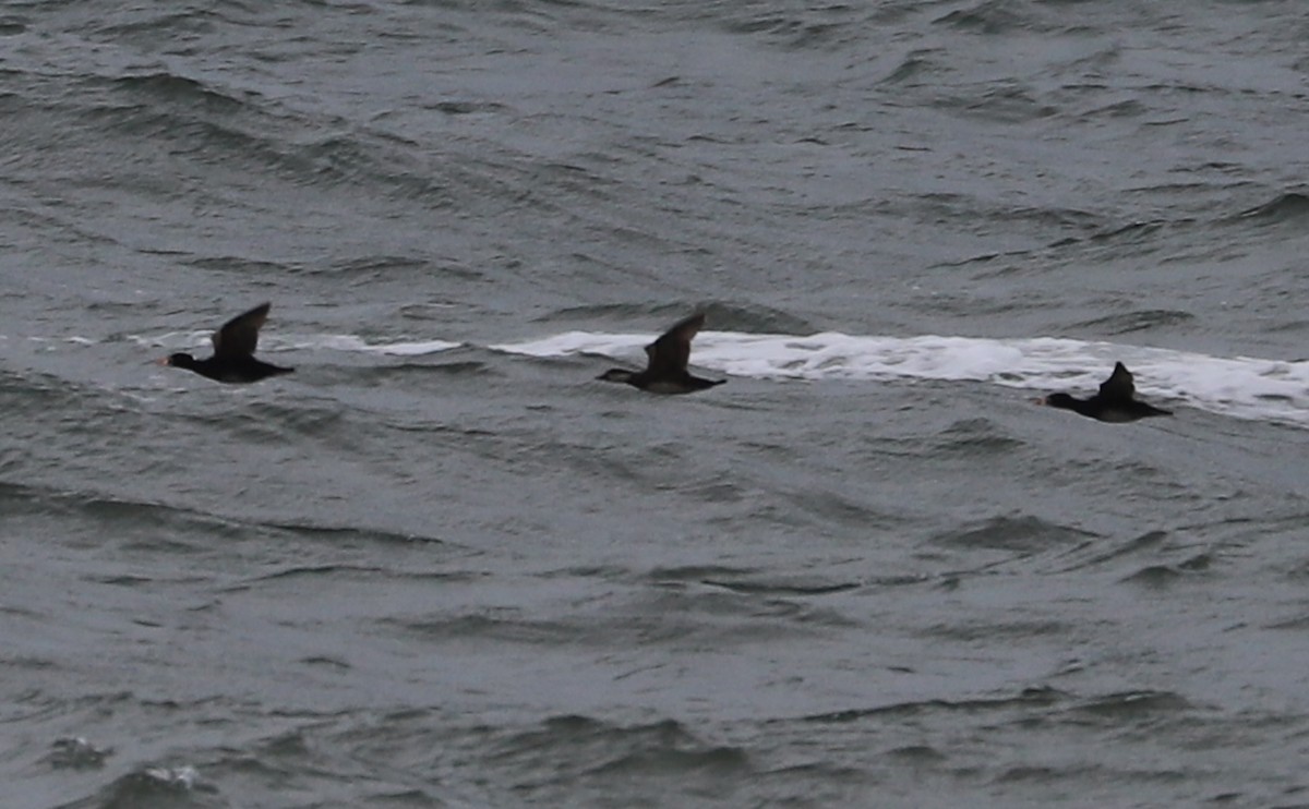 Surf Scoter - Rob Bielawski