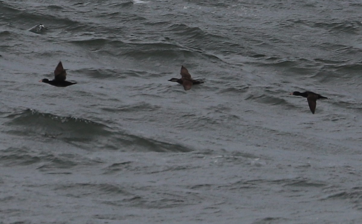 Surf Scoter - Rob Bielawski