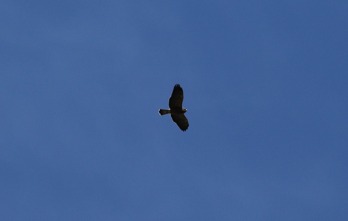 Swainson's Hawk - Tom Beeke