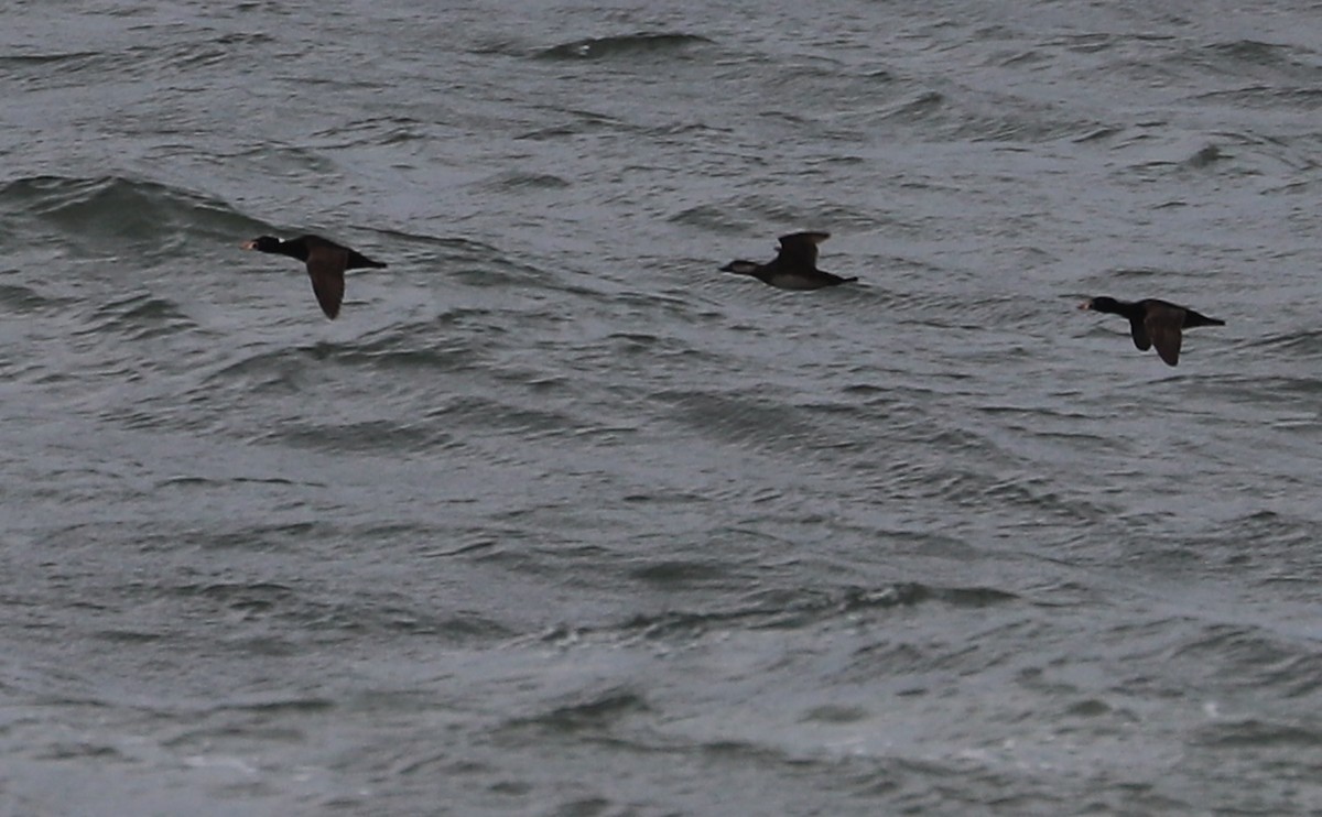 Surf Scoter - Rob Bielawski