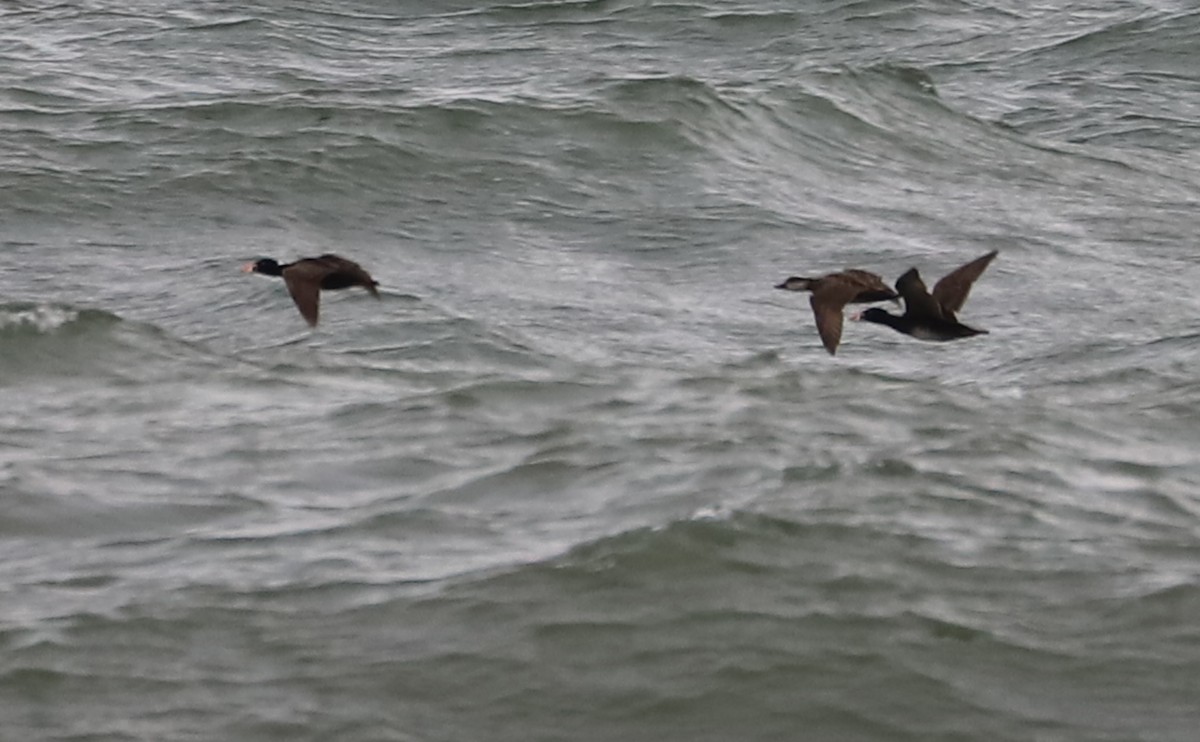 Surf Scoter - Rob Bielawski