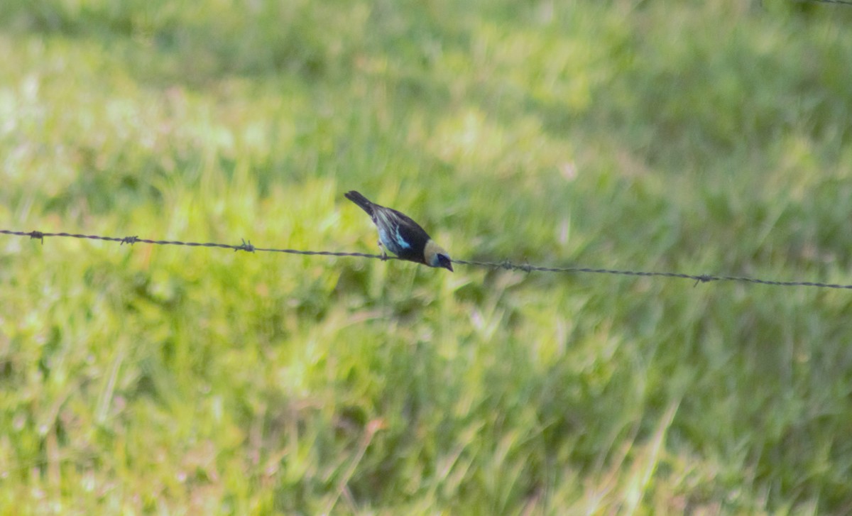 Golden-hooded Tanager - Storm Borum