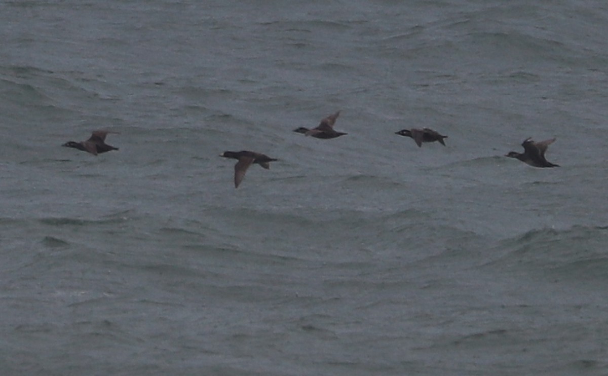 Surf Scoter - Rob Bielawski