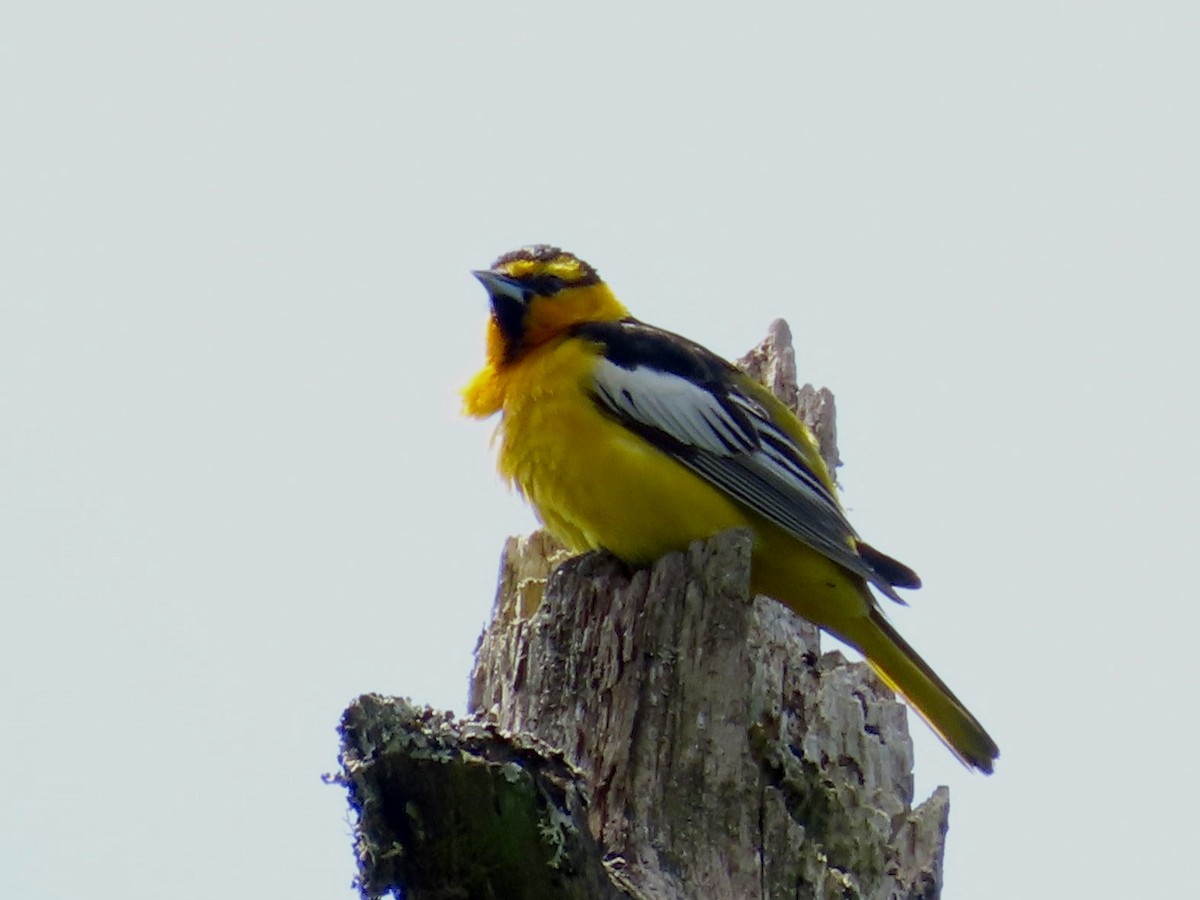 Bullock's Oriole - J.J. Blue