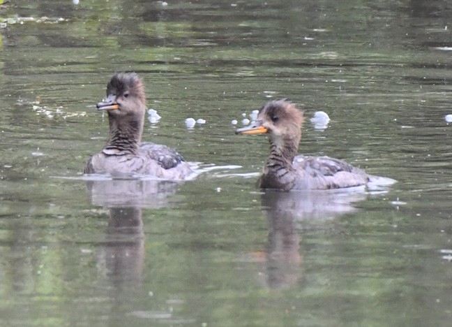 Hooded Merganser - Denny Granstrand