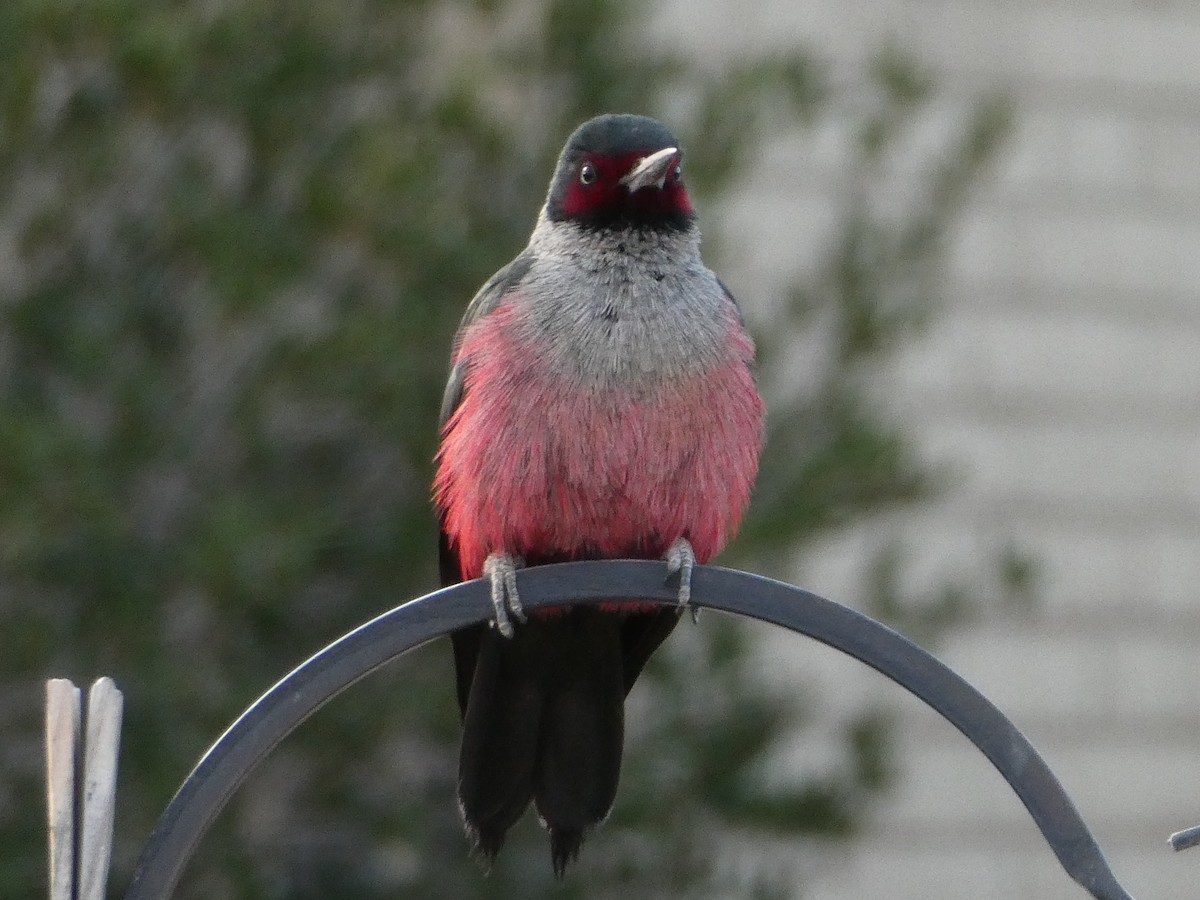 Lewis's Woodpecker - James Atkinson