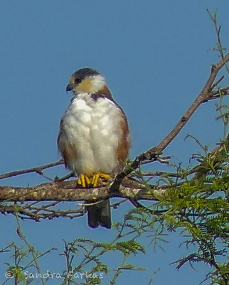 Pearl Kite - Sandra Farkas