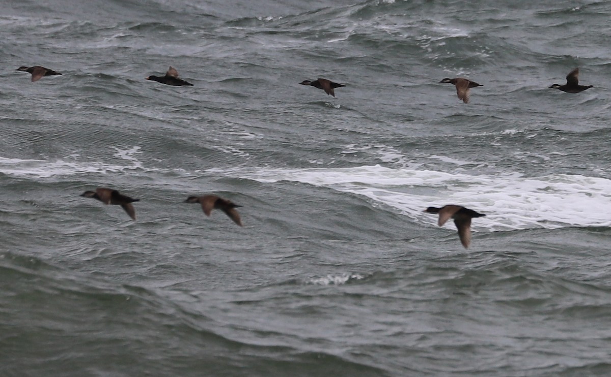 Black Scoter - Rob Bielawski