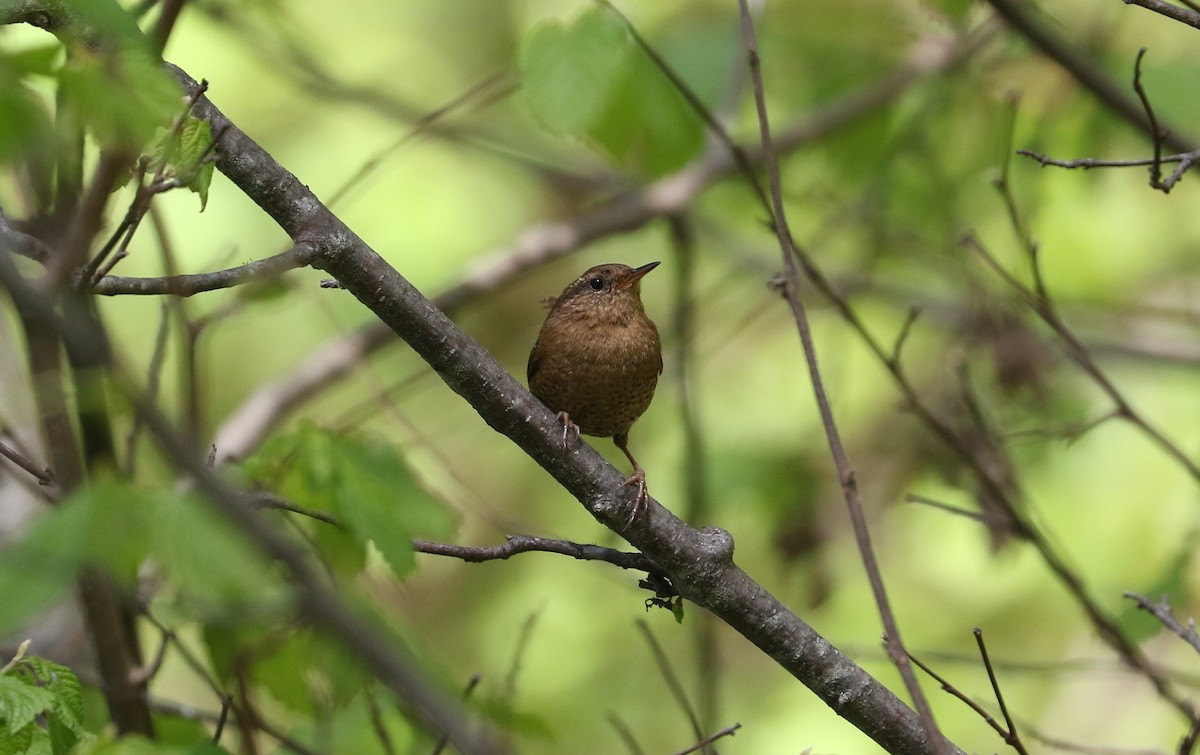 Pacific Wren - Tom Beeke