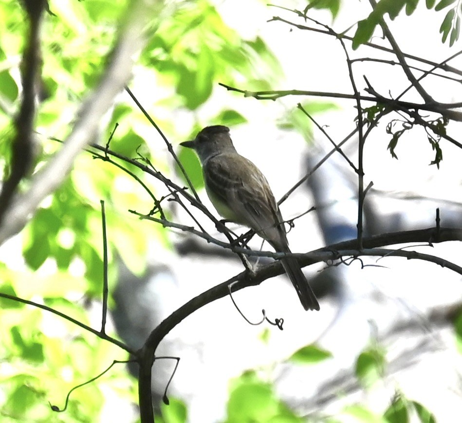 Brown-crested Flycatcher - Nancy Blaze