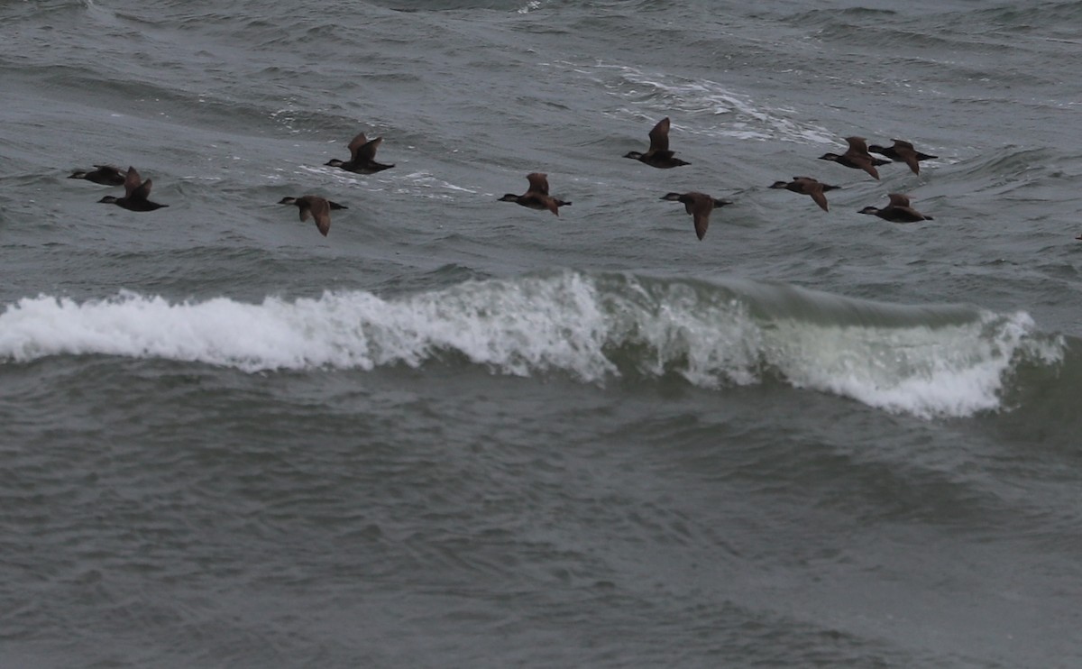 Black Scoter - Rob Bielawski