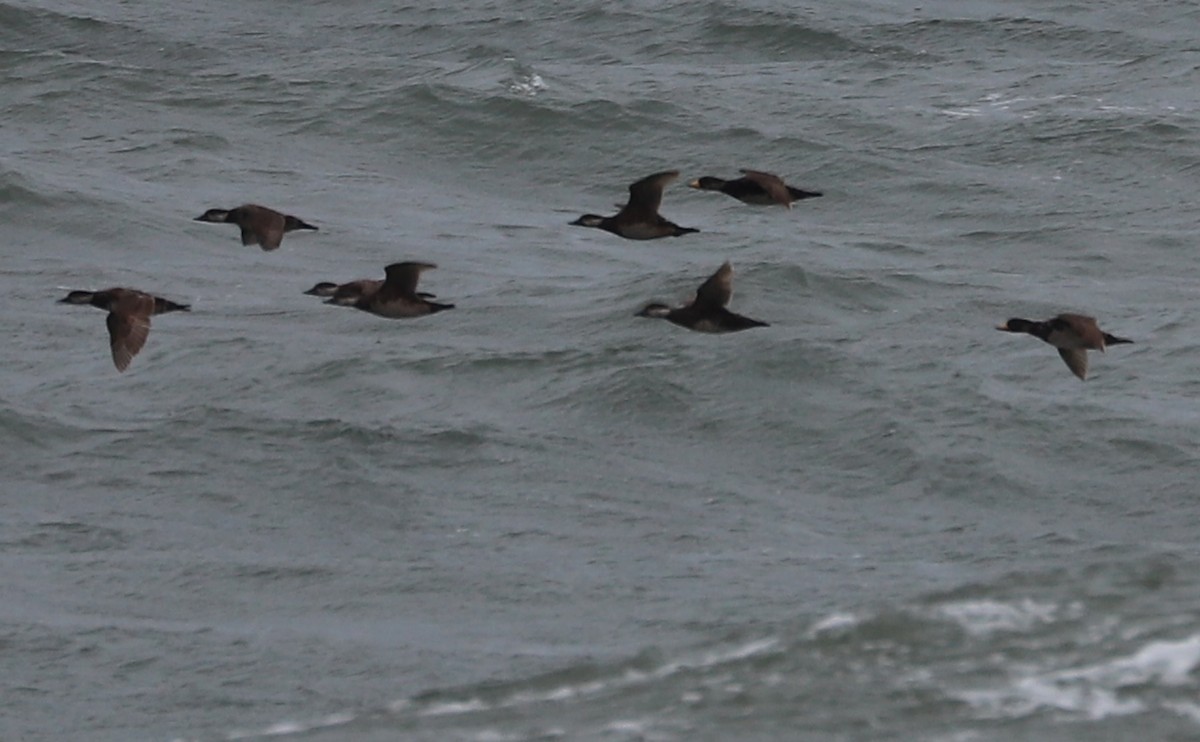 Black Scoter - Rob Bielawski