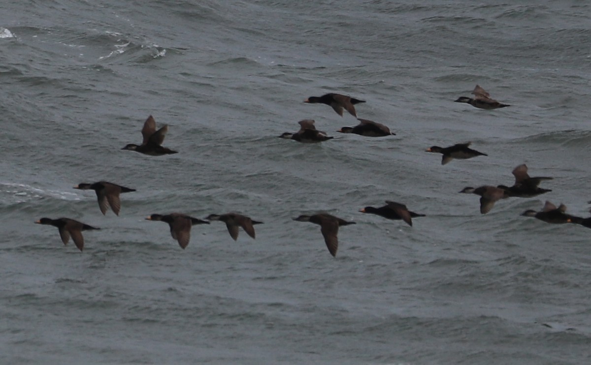 Black Scoter - Rob Bielawski