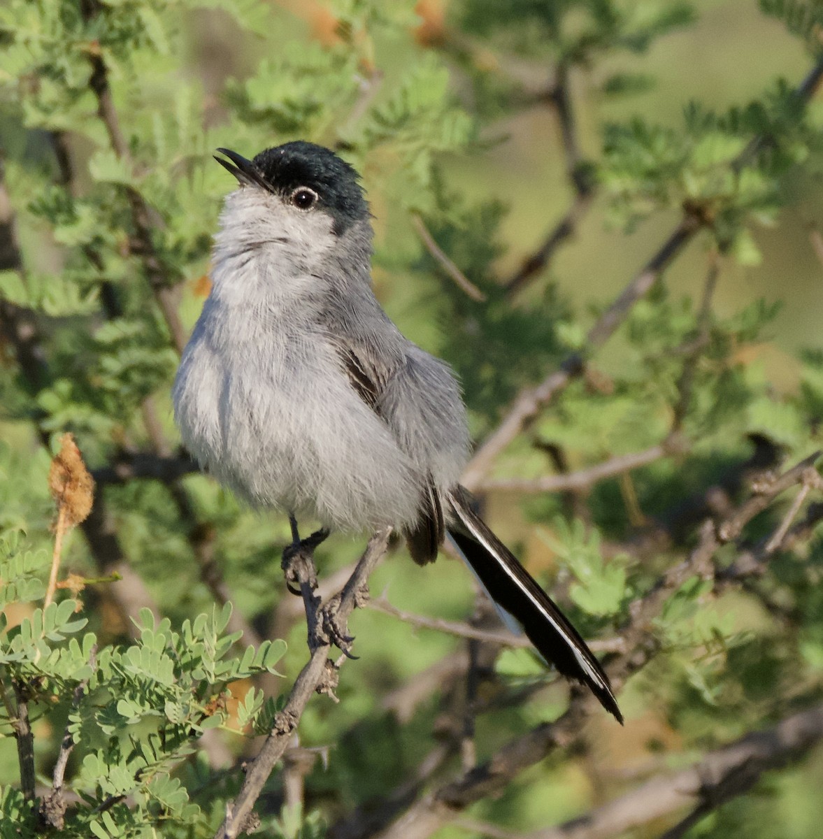 Black-tailed Gnatcatcher - Pauline Yeckley