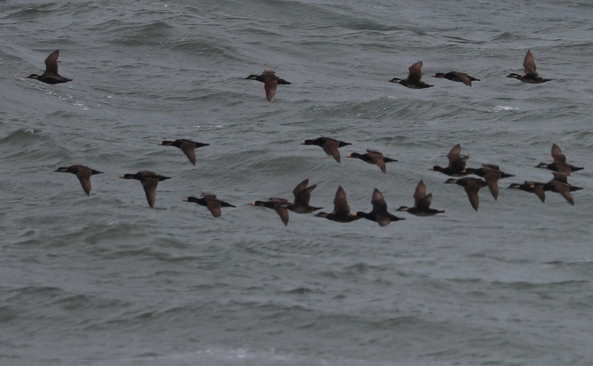 Black Scoter - Rob Bielawski