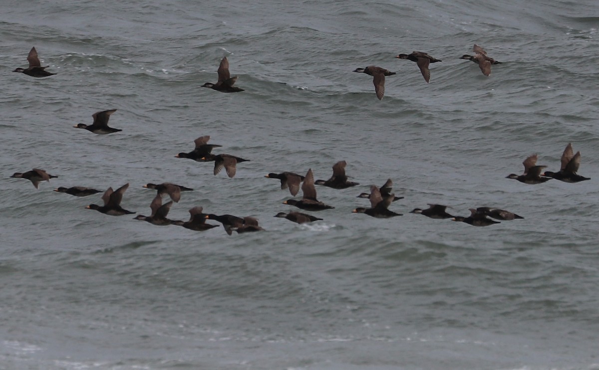 Black Scoter - Rob Bielawski