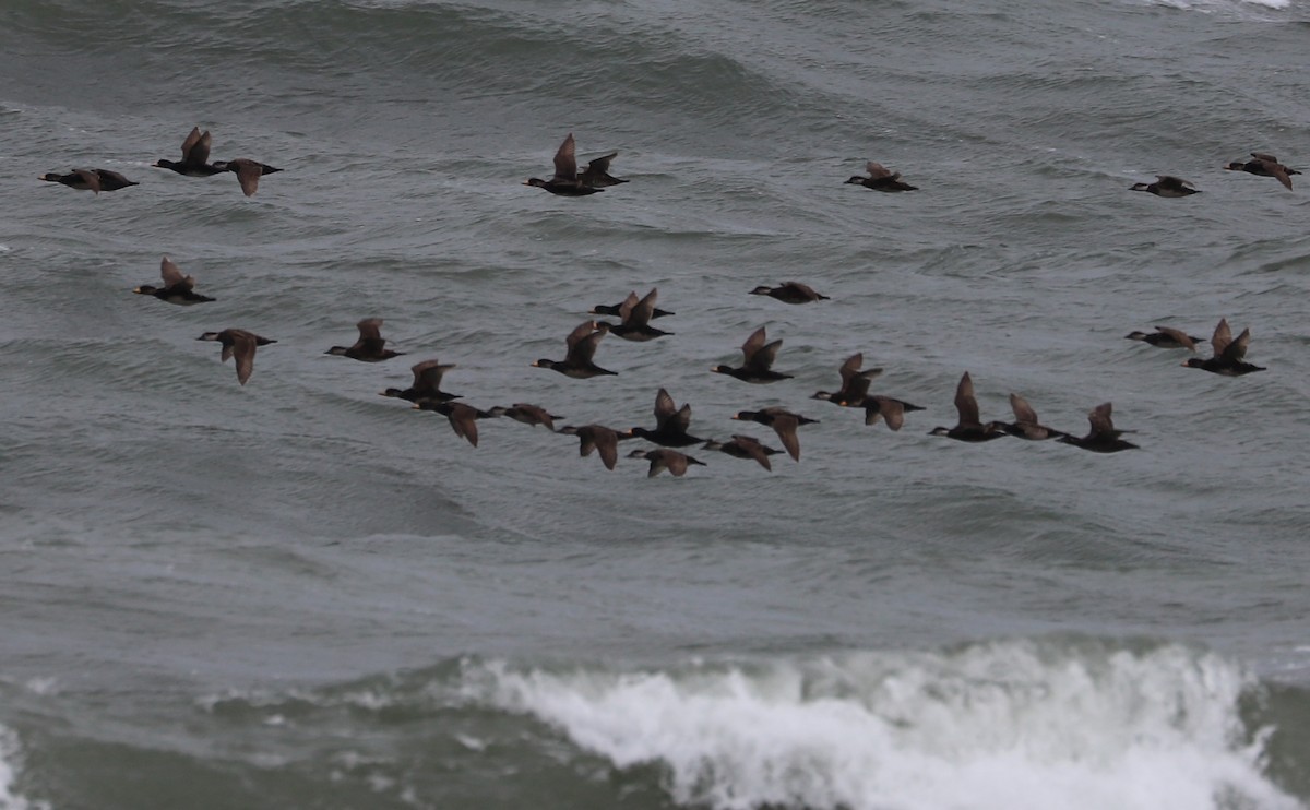 Black Scoter - Rob Bielawski