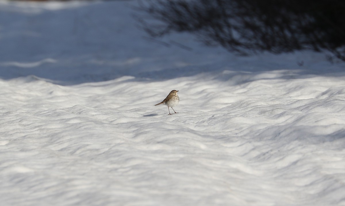 Hermit Thrush - Tom Beeke