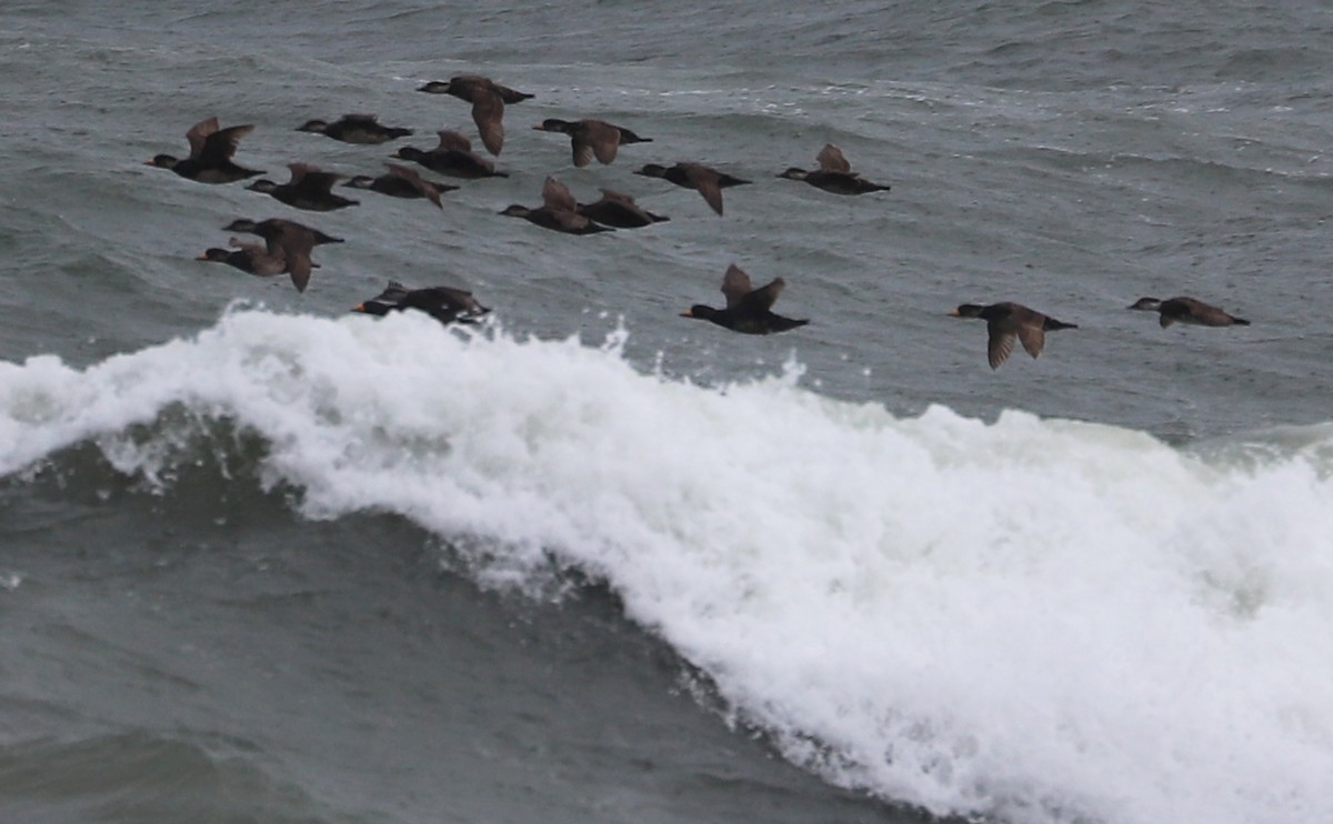 Black Scoter - Rob Bielawski