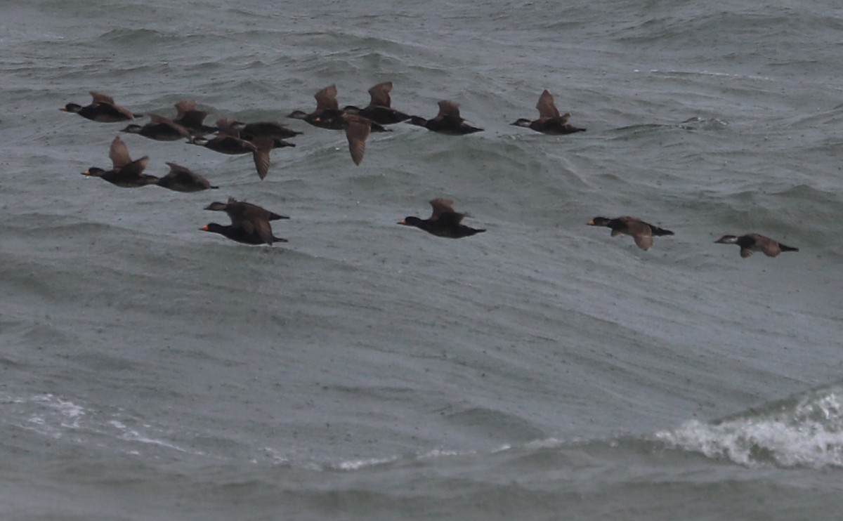 Black Scoter - Rob Bielawski