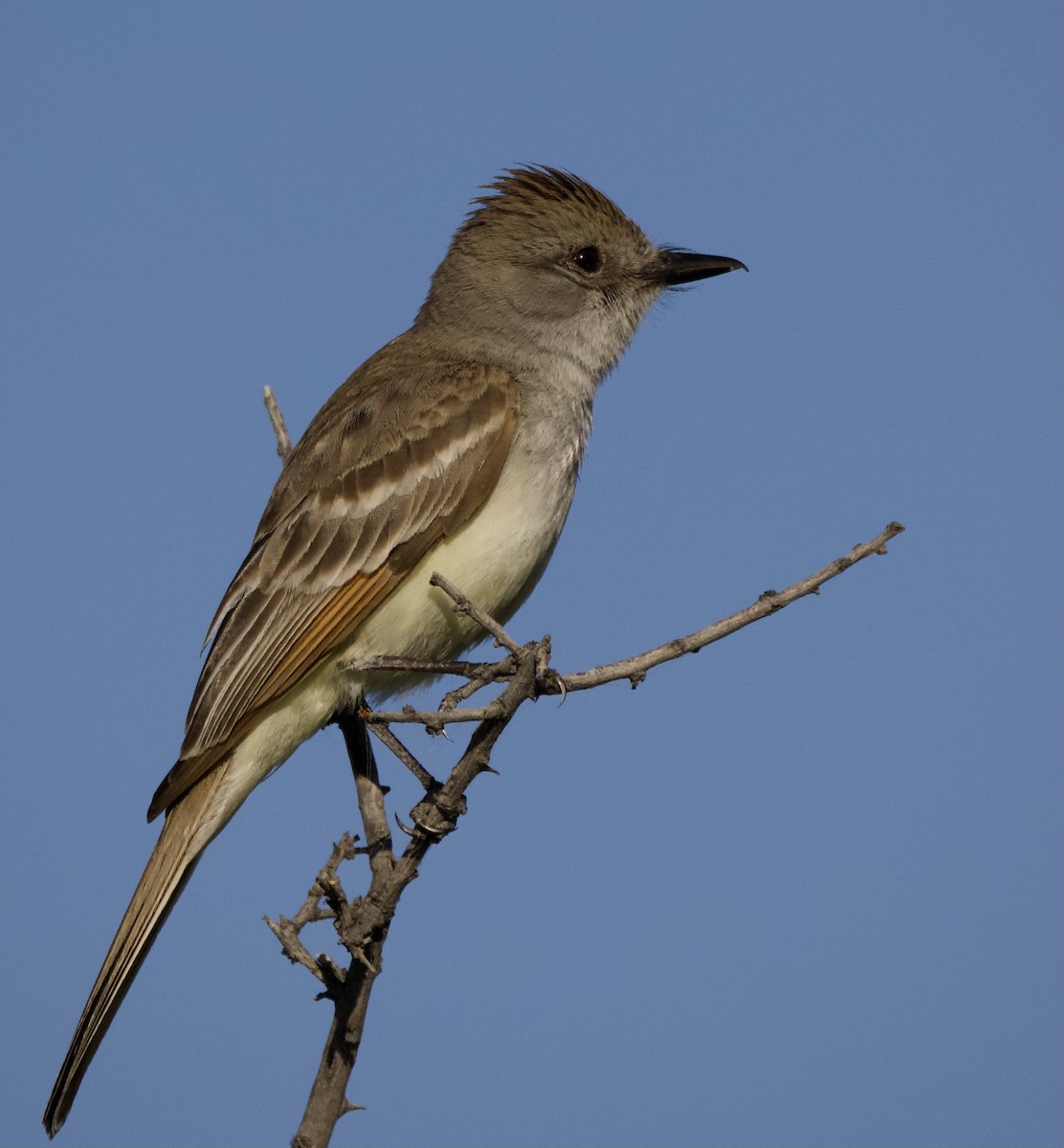 Ash-throated Flycatcher - ML619504633