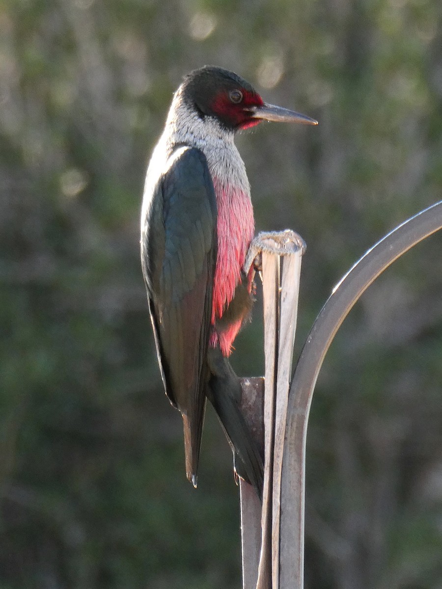 Lewis's Woodpecker - James Atkinson