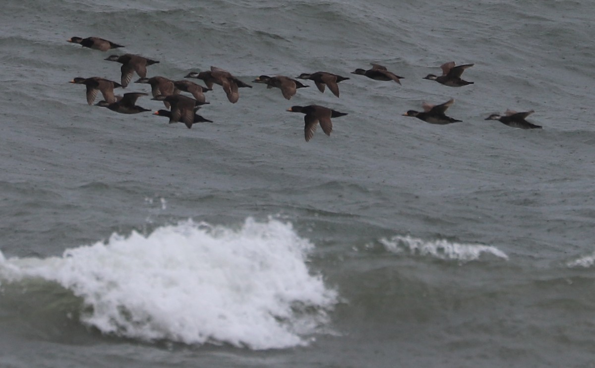 Black Scoter - Rob Bielawski