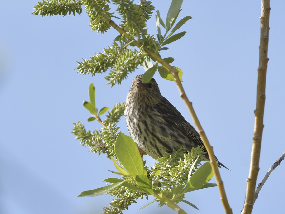 Pine Siskin - Kent Kleman