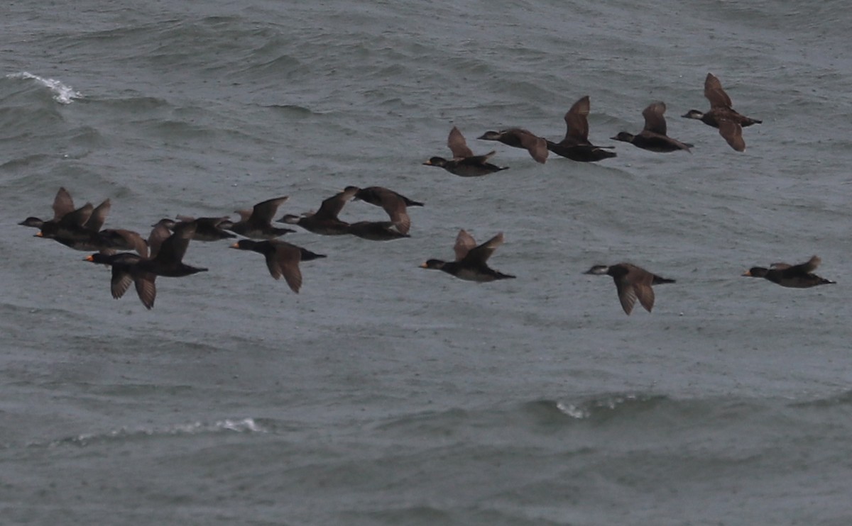 Black Scoter - Rob Bielawski