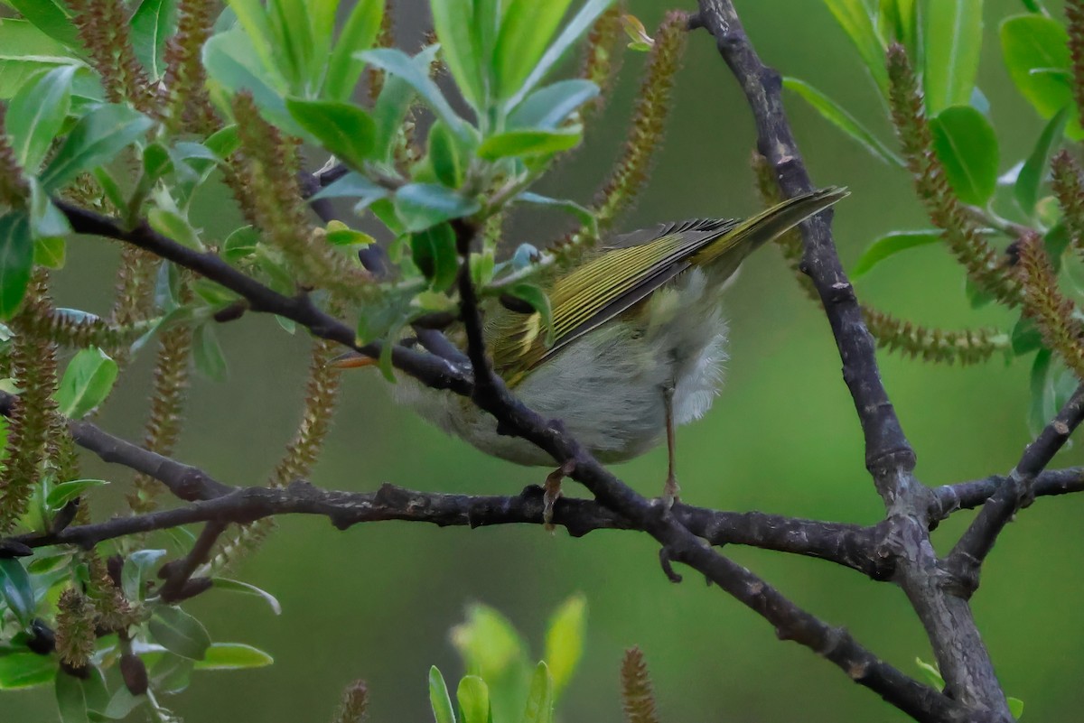 Blyth's Leaf Warbler - Peter Crosson