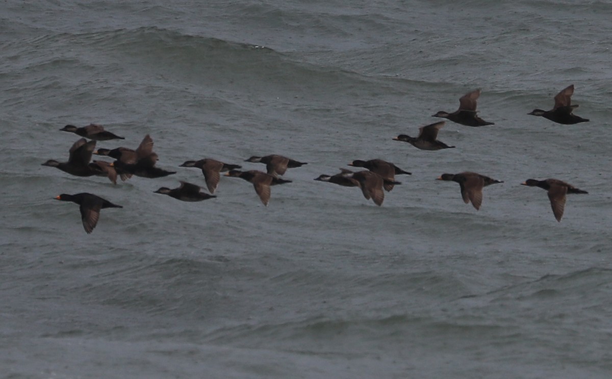 Black Scoter - Rob Bielawski