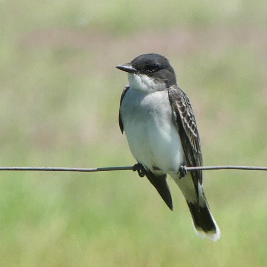 Eastern Kingbird - Sue Carnahan