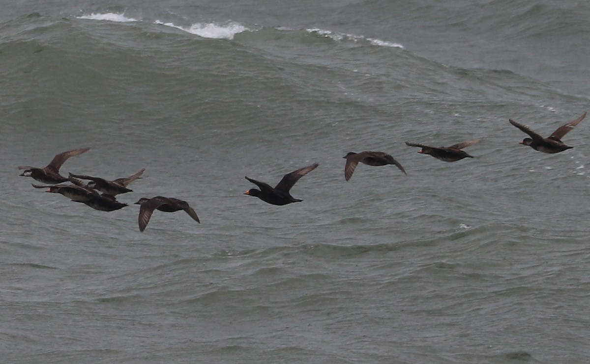 Black Scoter - Rob Bielawski