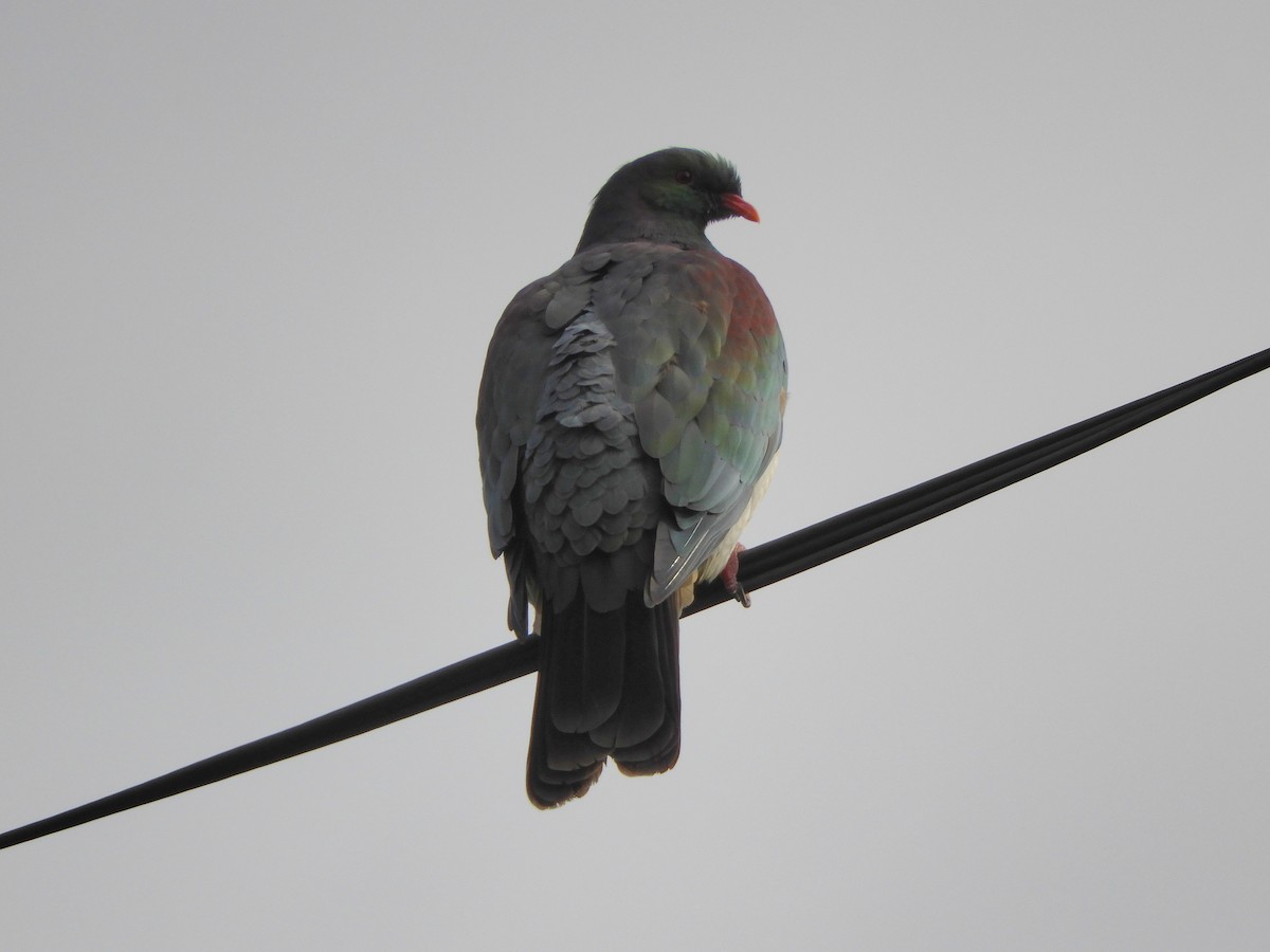 New Zealand Pigeon - Natalee Bozzi