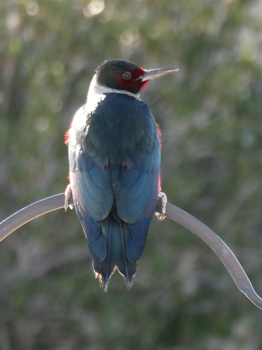 Lewis's Woodpecker - James Atkinson