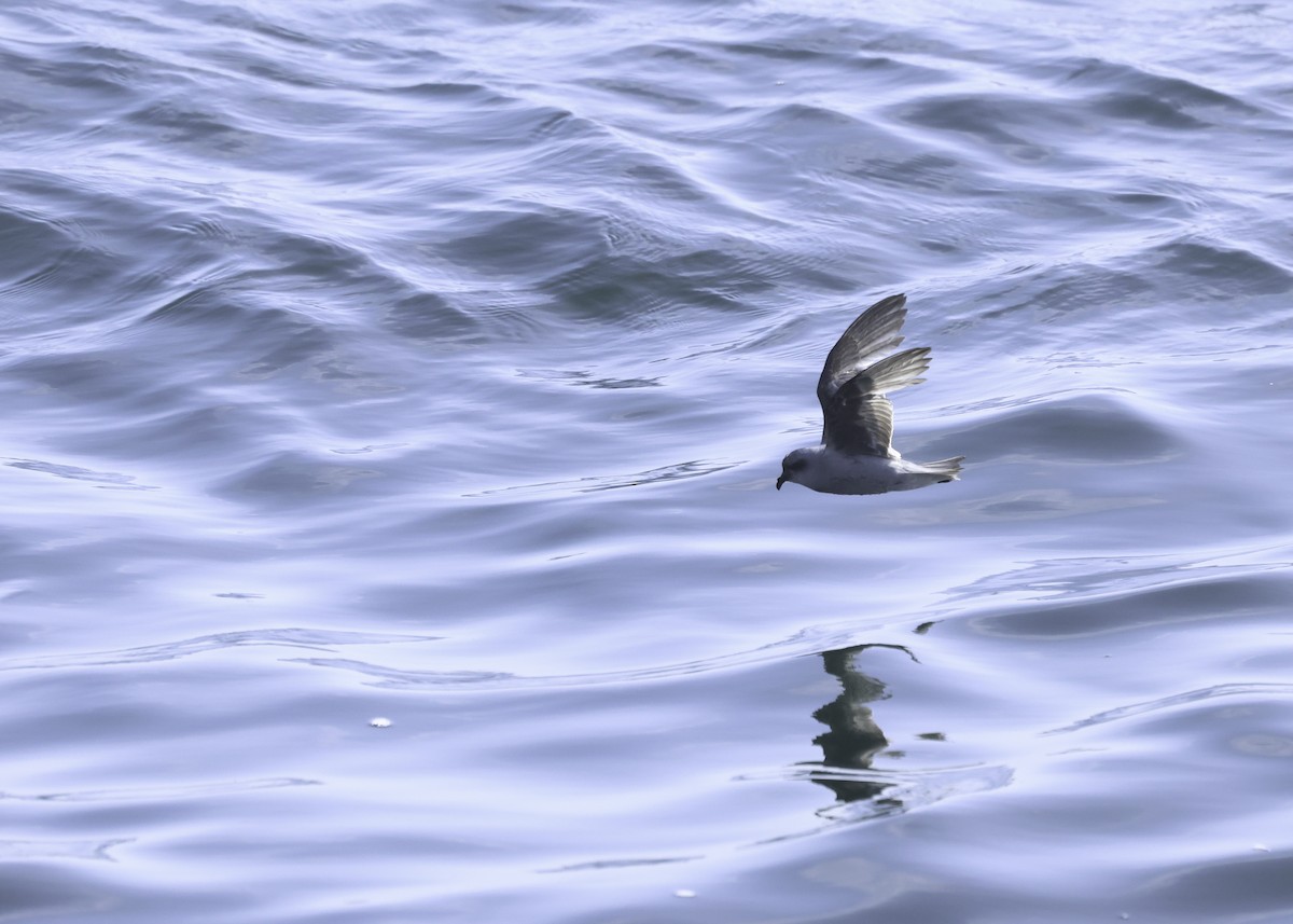 Fork-tailed Storm-Petrel - Bill Hubick