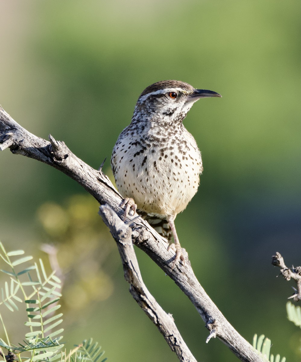 Cactus Wren - Pauline Yeckley