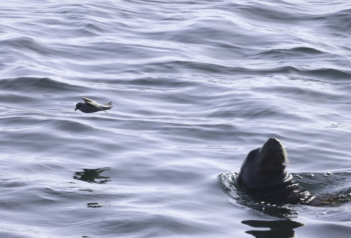 Fork-tailed Storm-Petrel - ML619504661