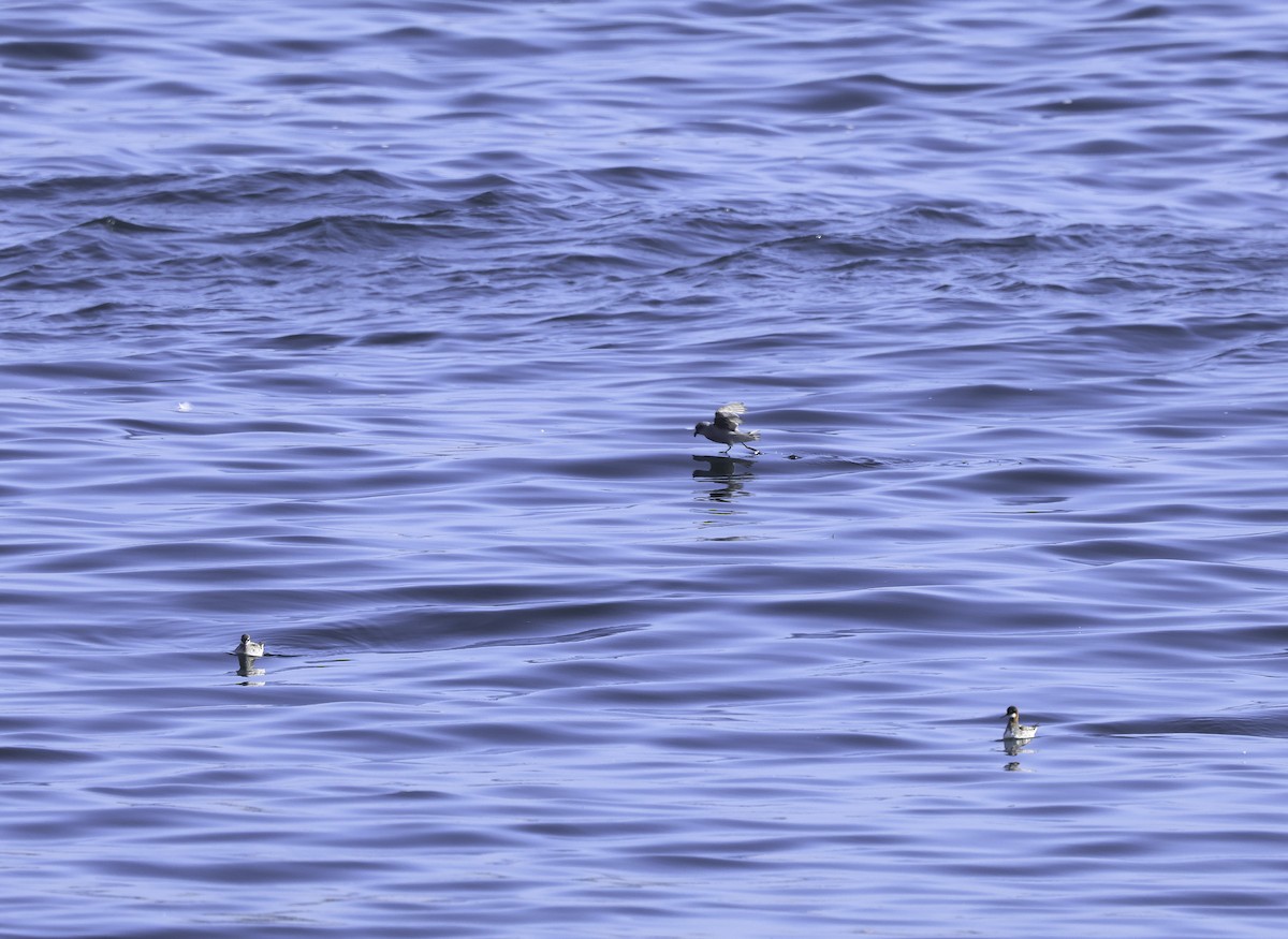 Fork-tailed Storm-Petrel - Bill Hubick