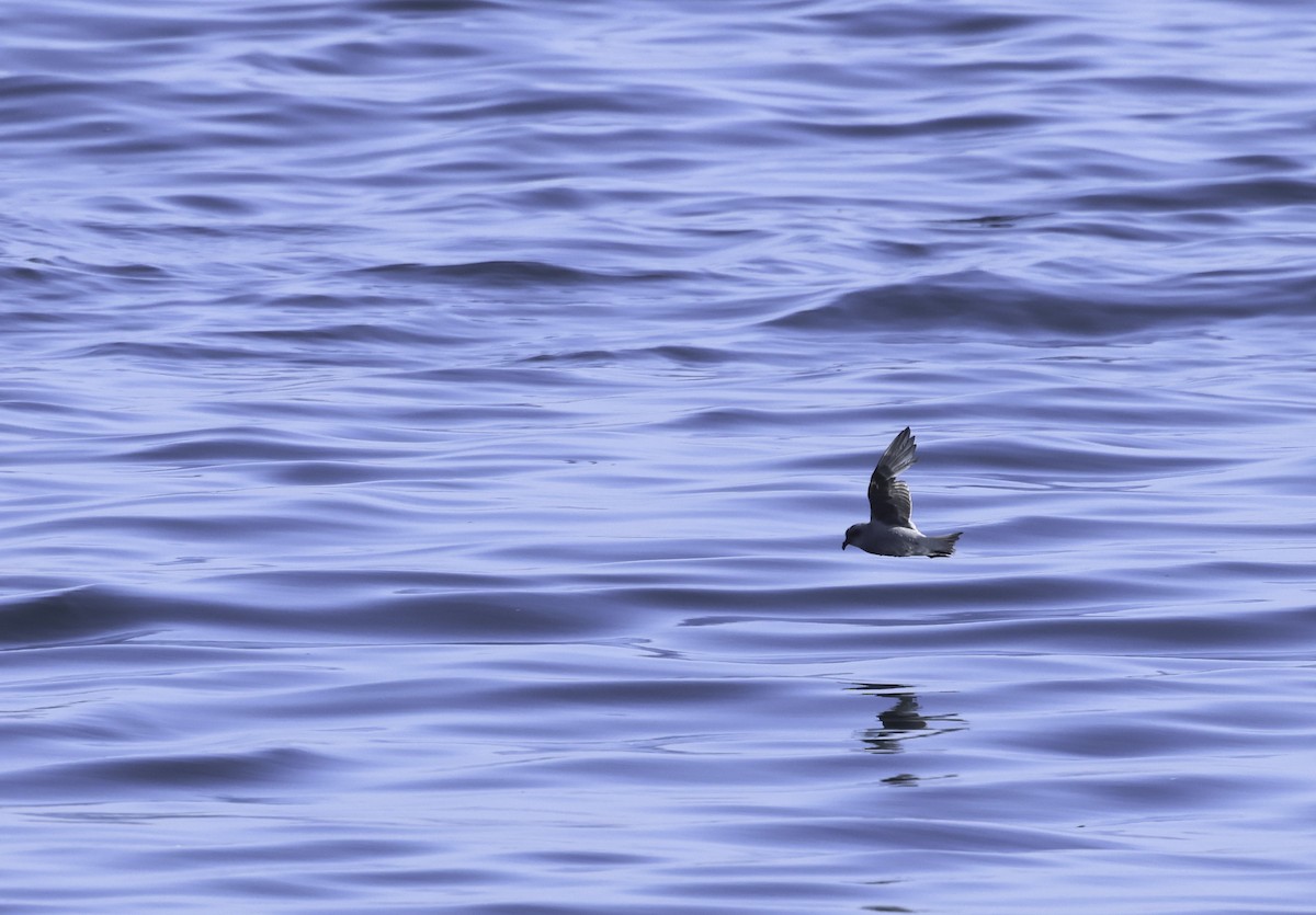 Fork-tailed Storm-Petrel - Bill Hubick