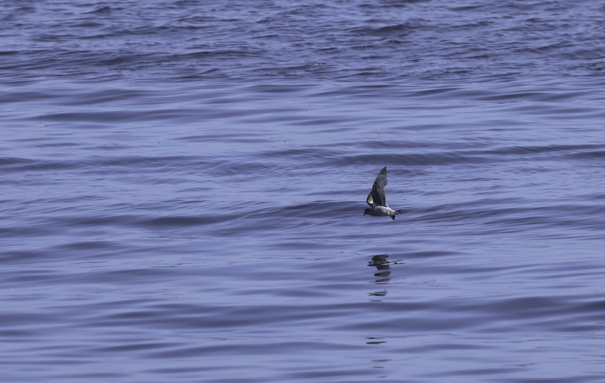 Fork-tailed Storm-Petrel - Bill Hubick