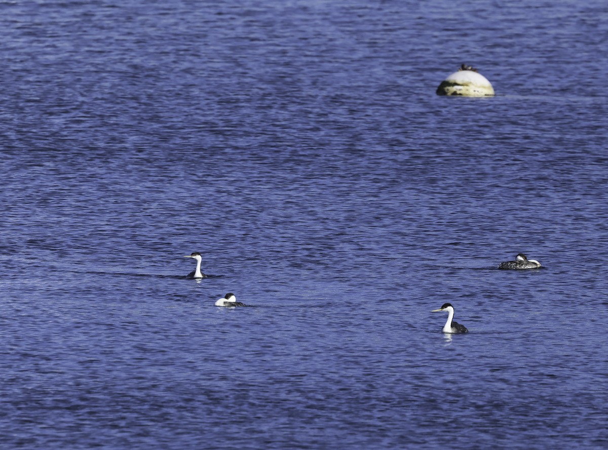 Western Grebe - Bill Hubick