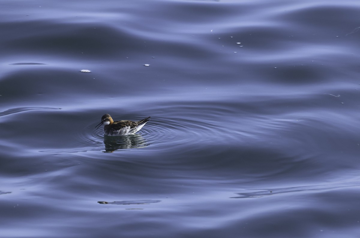 Red-necked Phalarope - Bill Hubick